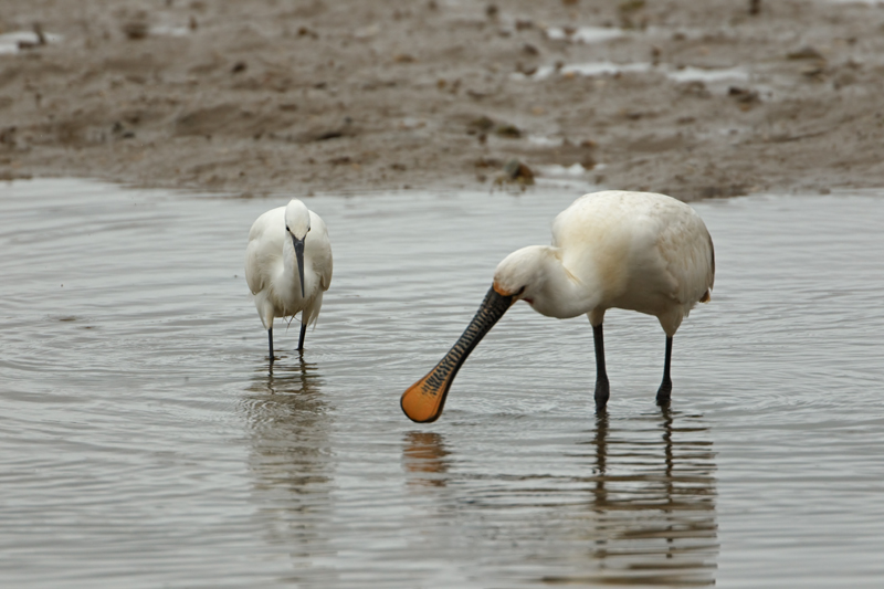 Egretta garzetta Kleine Zilverreiger Little Egret